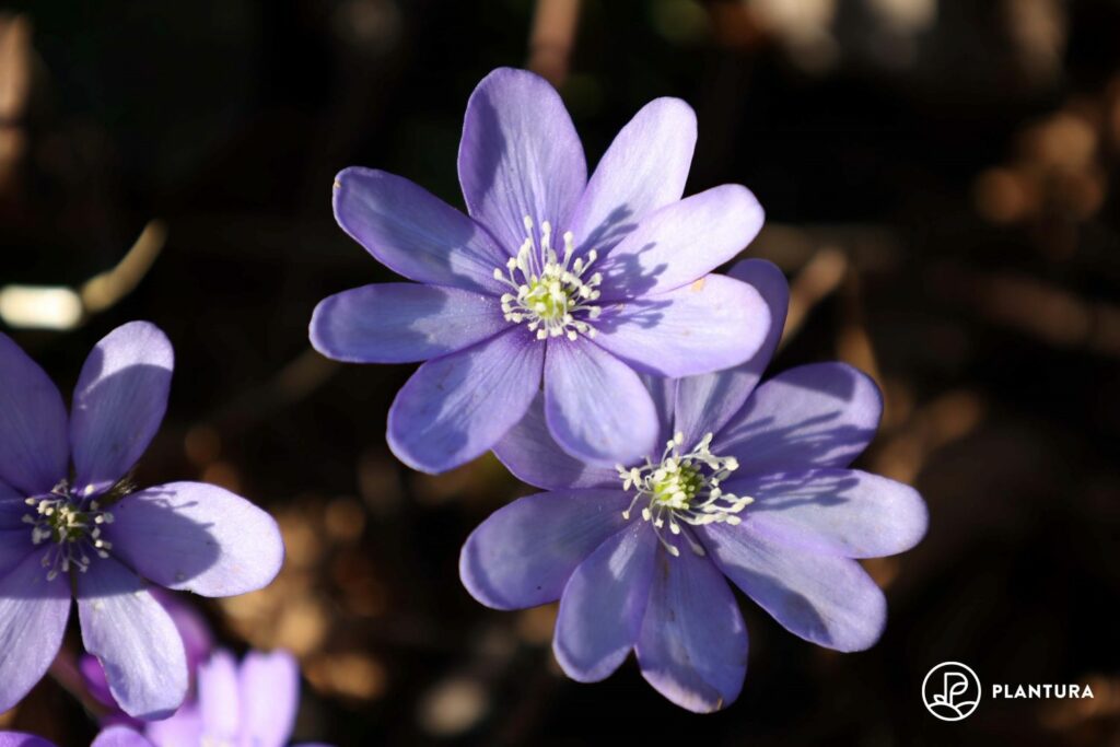 Leberblümchen in Lila
