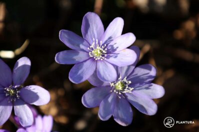 Leberblümchen: Blütezeit, Standort & Pflege