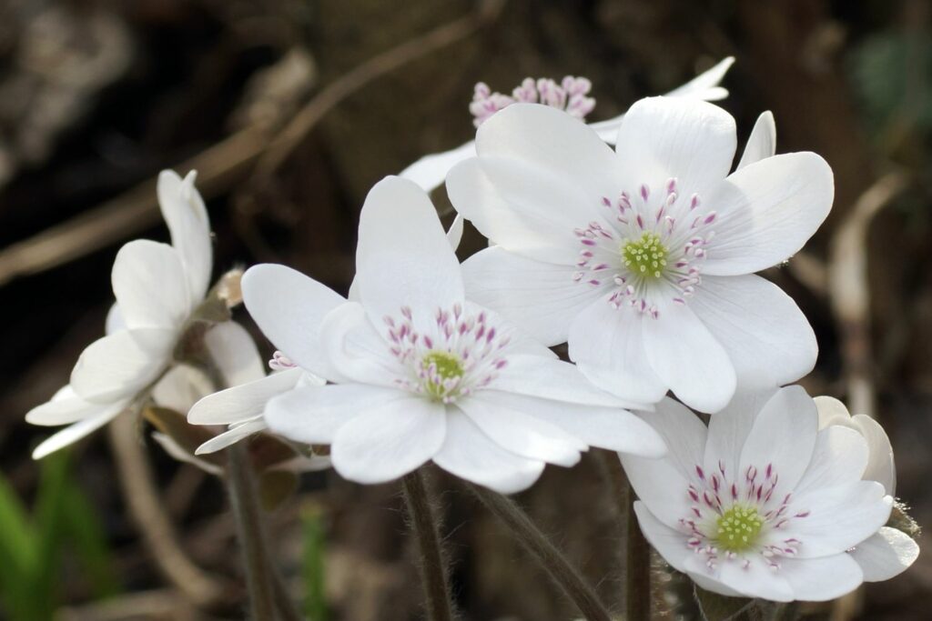 weißes Leberblümchen
