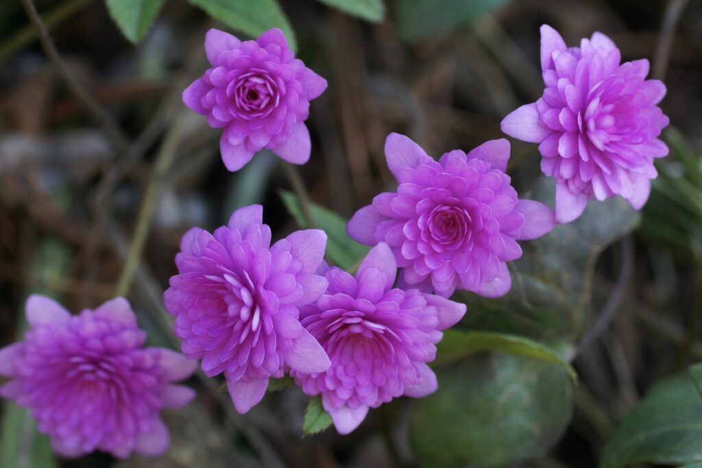 pinkes Leberblümchen