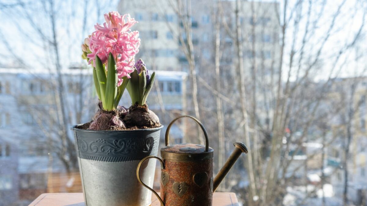 dnger fr blte Magnolien Dnger von Flora Boost