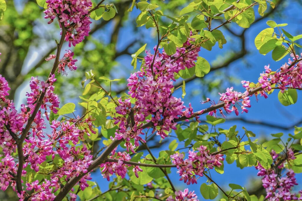Blüten des Judasbaums