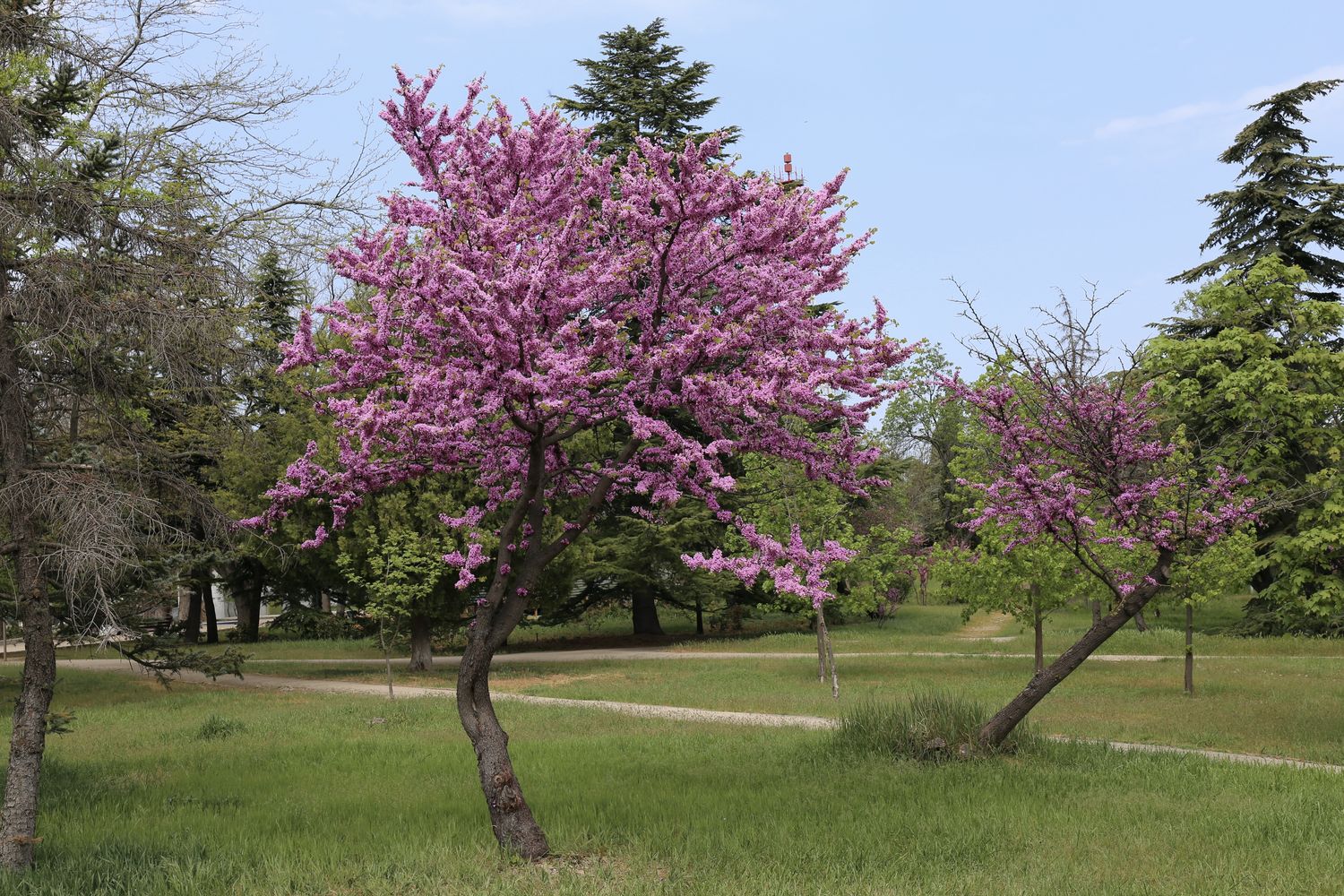 judasbaum-schneiden-pflanzen-berwintern-plantura