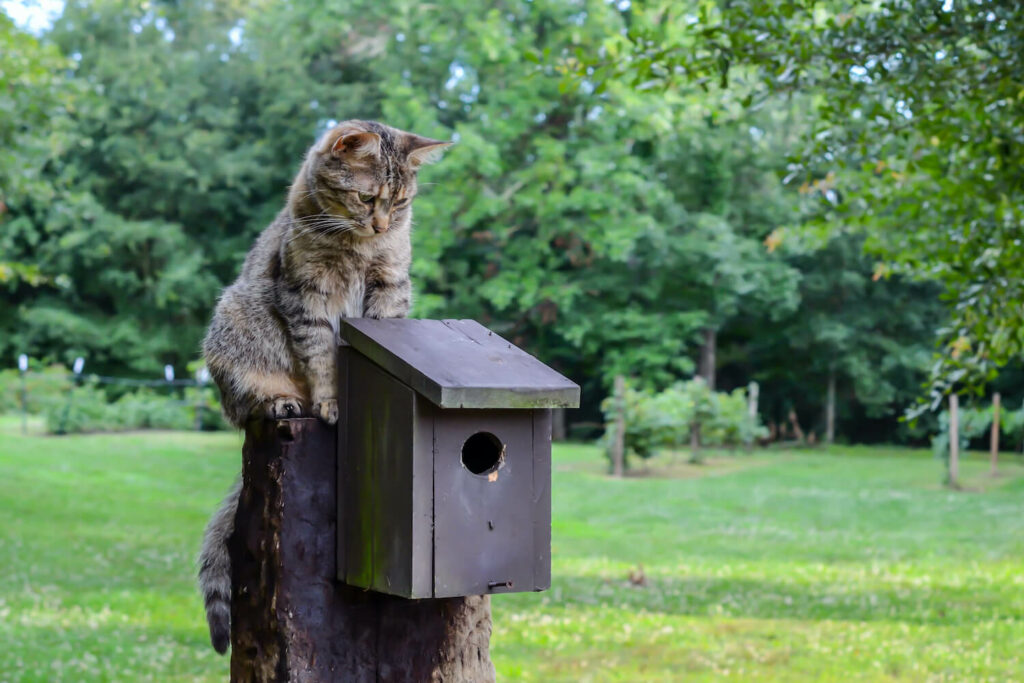 Katze Fängt Vogel Was Tun