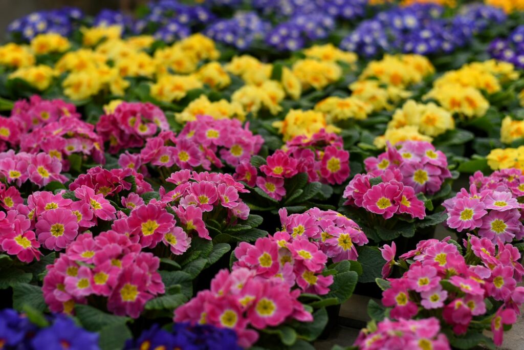 Primula vulgaris
