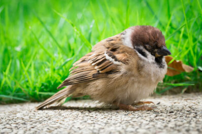 Die häufigsten Vogel-Krankheiten & -Parasiten