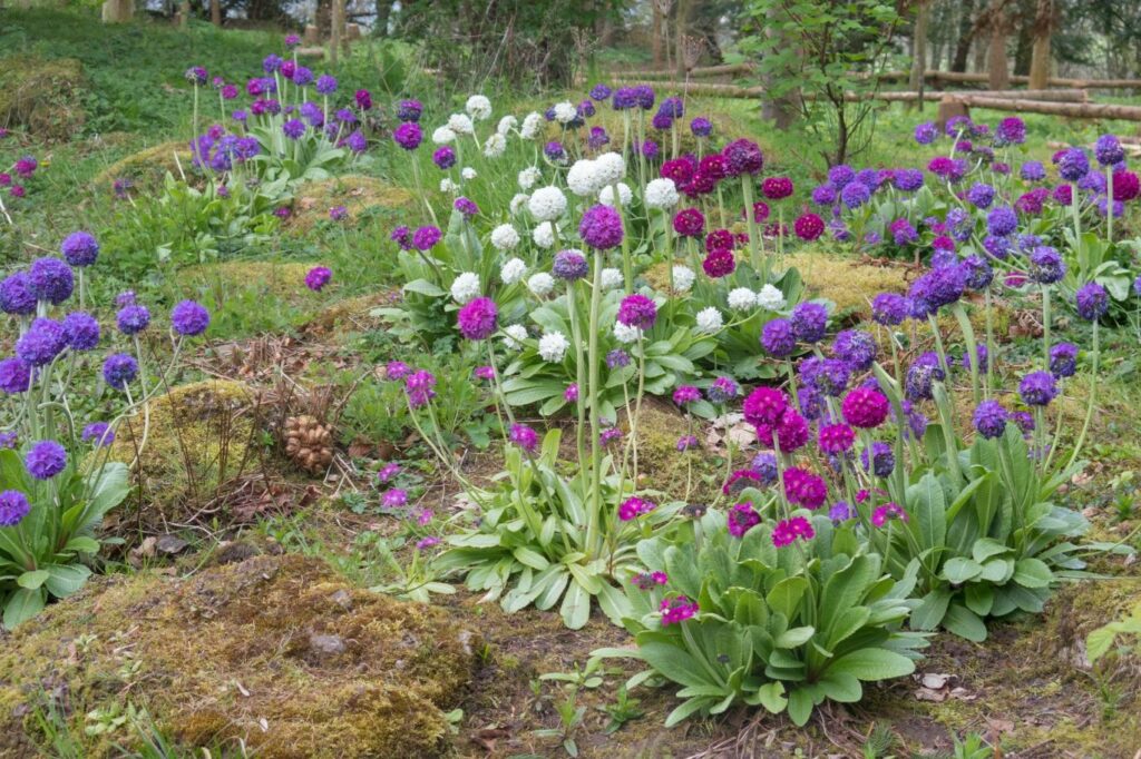 Primula denticulata