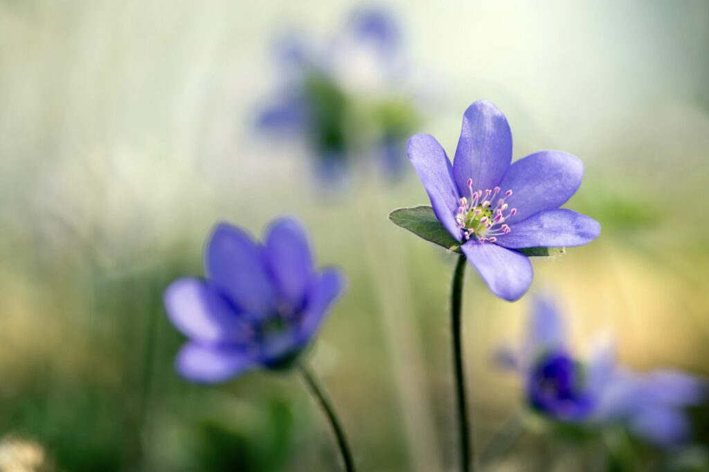 violette Leberblümchen-Blüte