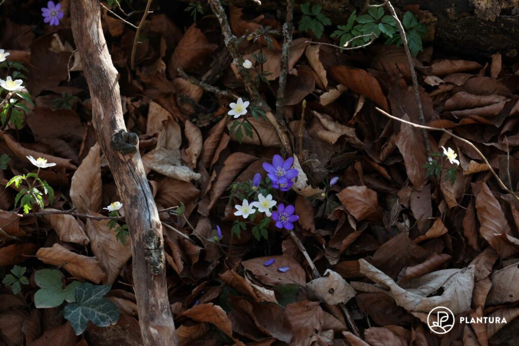Leberblümchen als Frühblüher