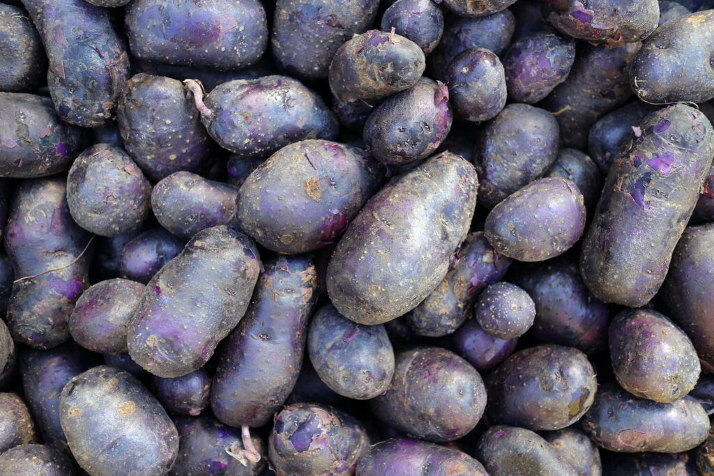 Kartoffeln in Lila
