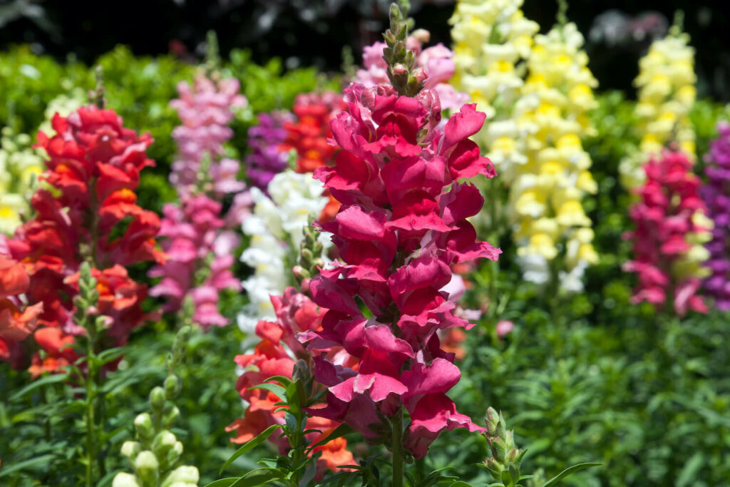 verschiedene Farben des Löwenmäulchen