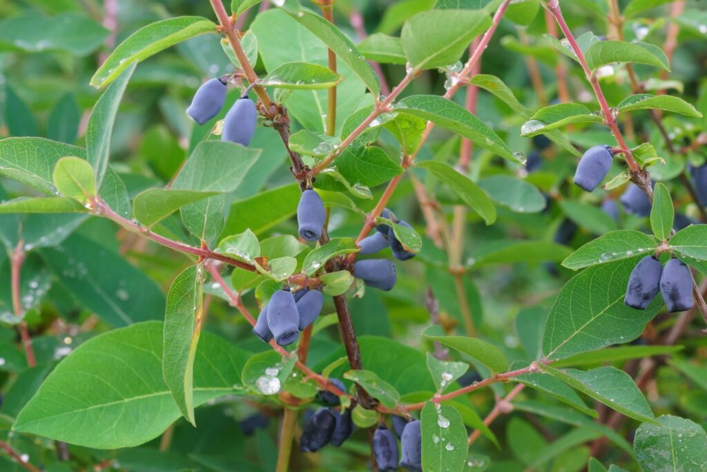 erntereife Maibeeren