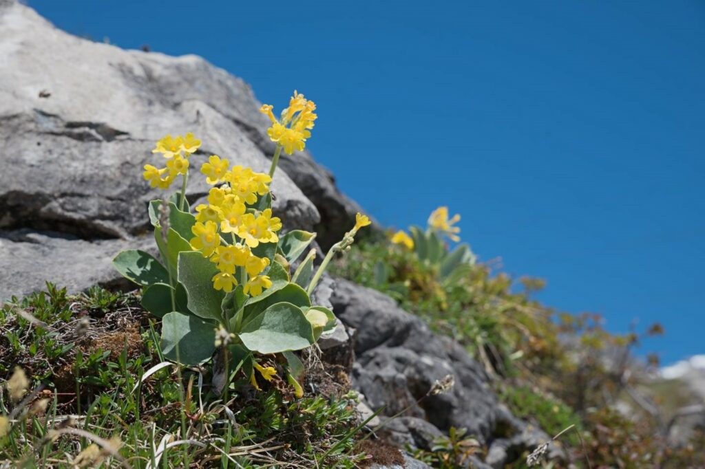 Alpenaurikel