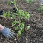 Tomaten pflanzen: Zeitpunkt, Standort & Anleitung