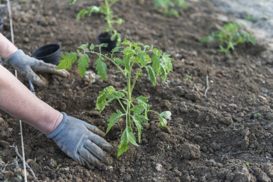 Tomaten pflanzen: Zeitpunkt, Standort & Anleitung