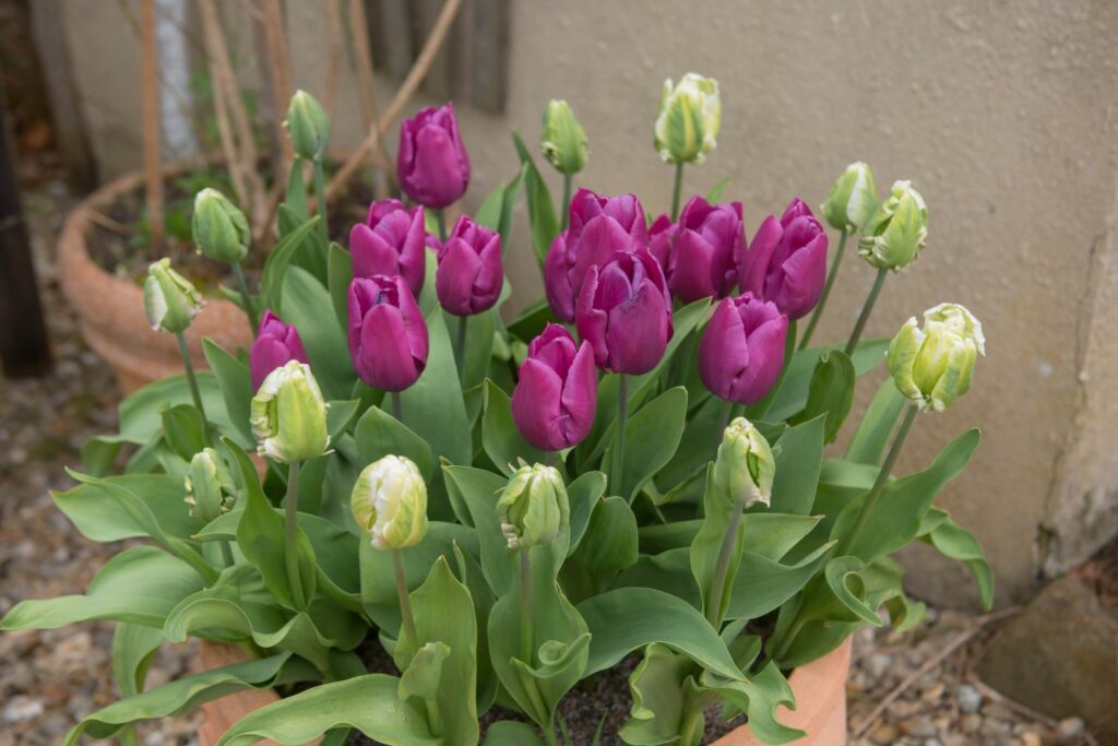 Tulpen im Kübel