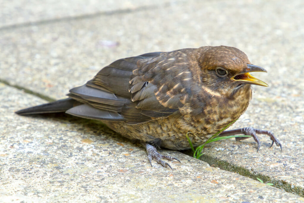 Vögel Im Garten Vor Katzen Schützen