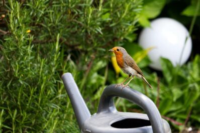 Vogelfreundlicher Garten: So können Sie Ihren Garten vogelfreundlich gestalten