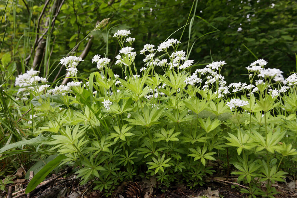 Wilder Waldmeister-Strauch