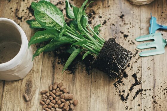 Zimmerpflanzen umtopfen: Wann, wie & welche Erde ist geeignet?