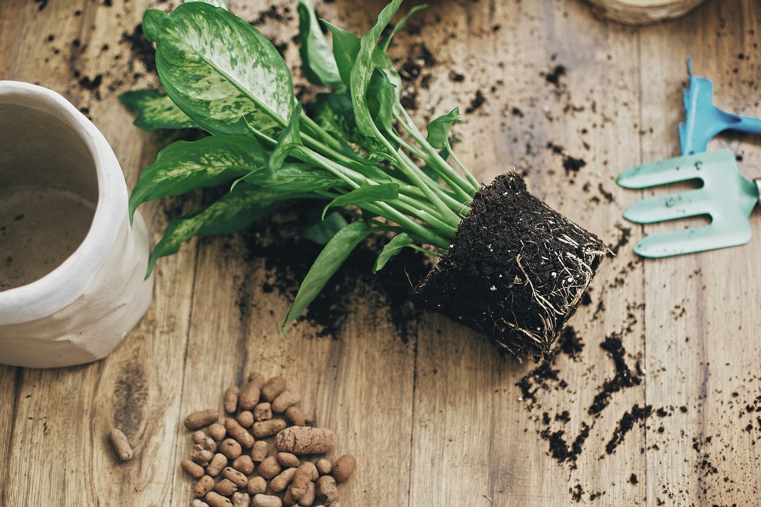 Zimmerpflanzen umtopfen: Wann, wie & welche Erde ist geeignet?