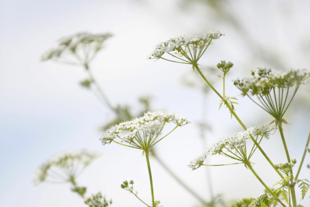 Blüten der Zuckerwurzel