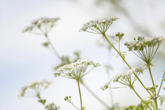 Zuckerwurzel: Anbau & Standort der süßen Wurzel