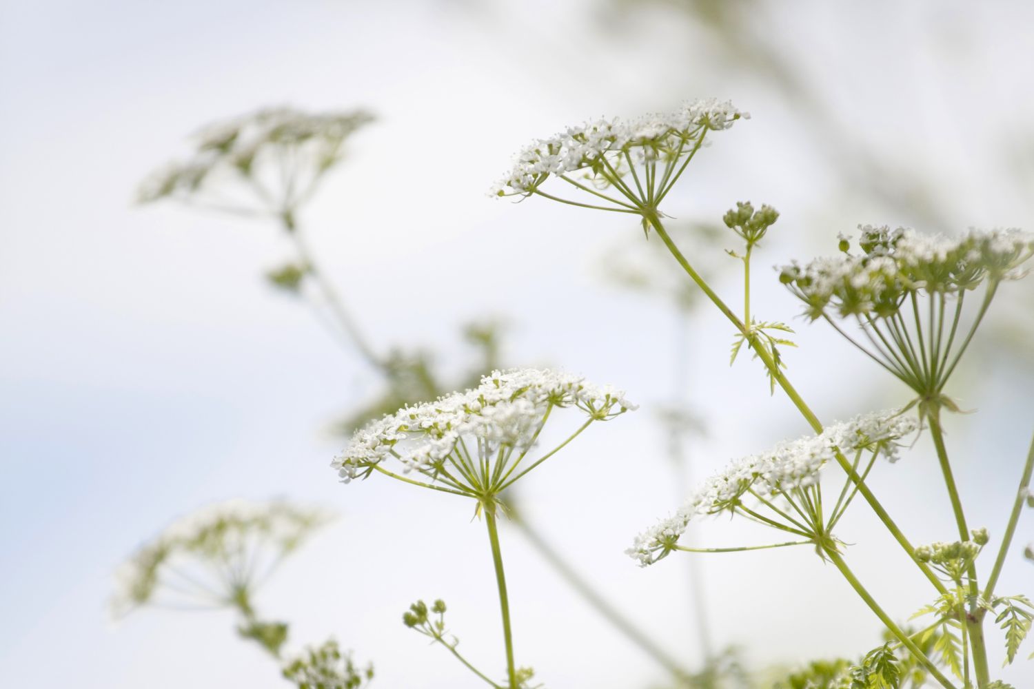 Zuckerwurzel Anbau, Pflege & Ernte Plantura