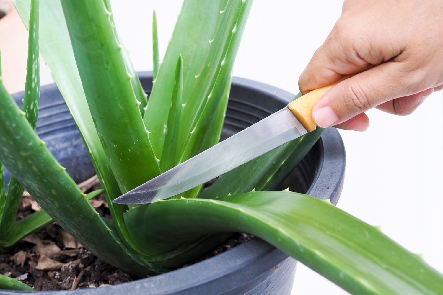 Aloe vera Ernten & Wirkung des Aloe veraGels Plantura