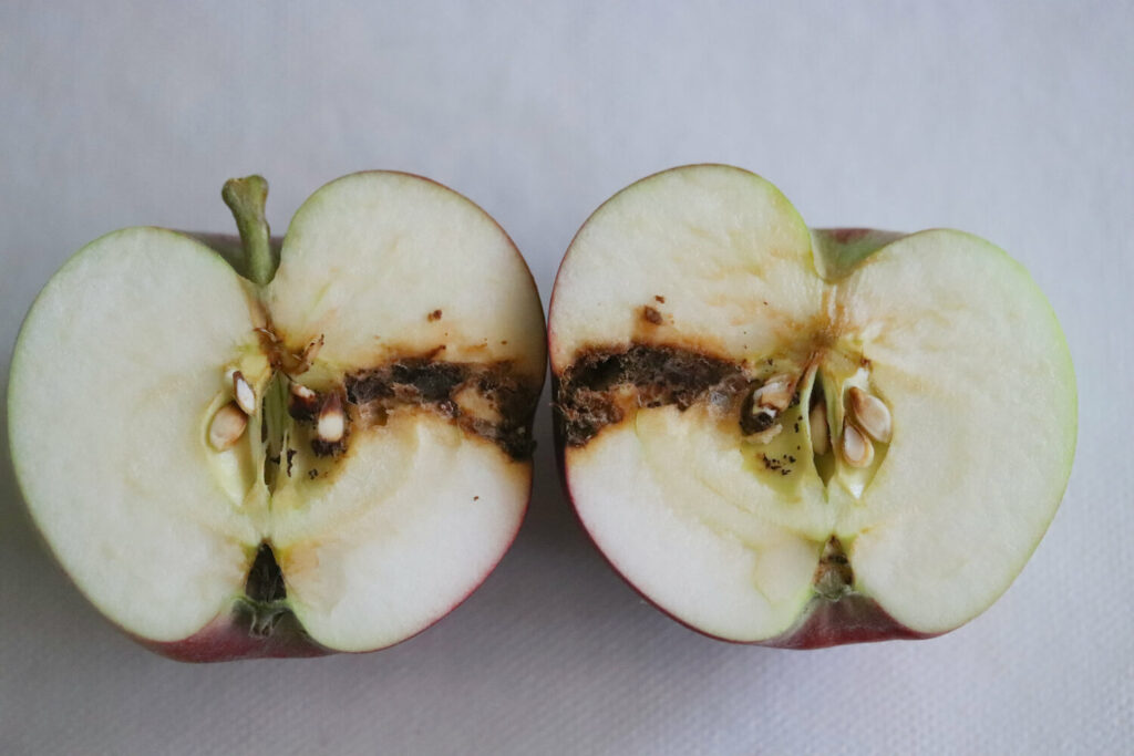 Apfel mit Apfelwickler-Befall