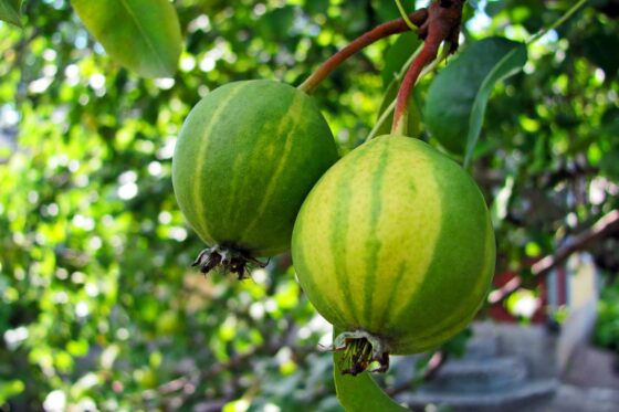 Birne Schweizerhose: Geschmack, Anbau & Pflege der Birnensorte