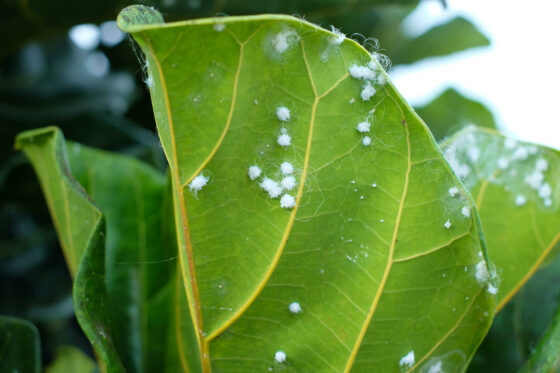 Blattläuse an Zimmerpflanzen: Ursachen & Tipps zur natürlichen Bekämpfung