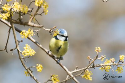 Blaumeise: Ausführlicher Steckbrief & Bilder