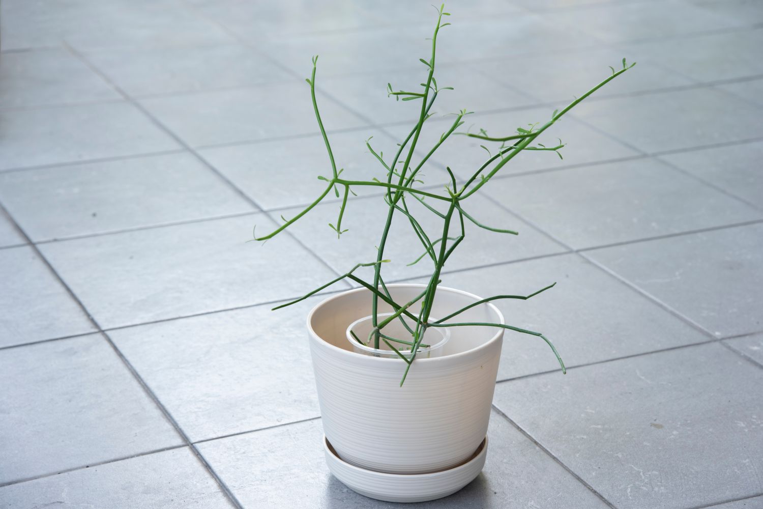 Bleistiftbaum Pflege, Standort & Vermehren Plantura