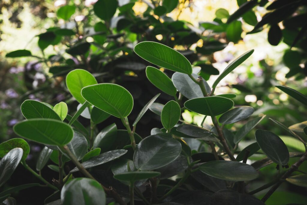 Blätter des Balsamapfels