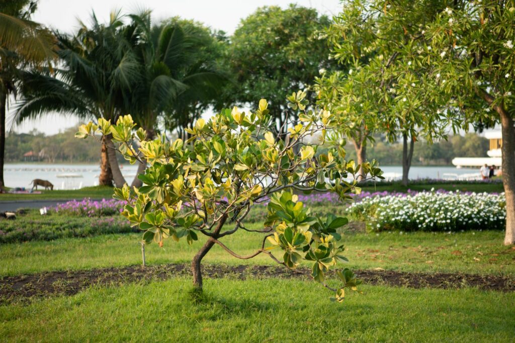 Balsamapfelbaum im Garten