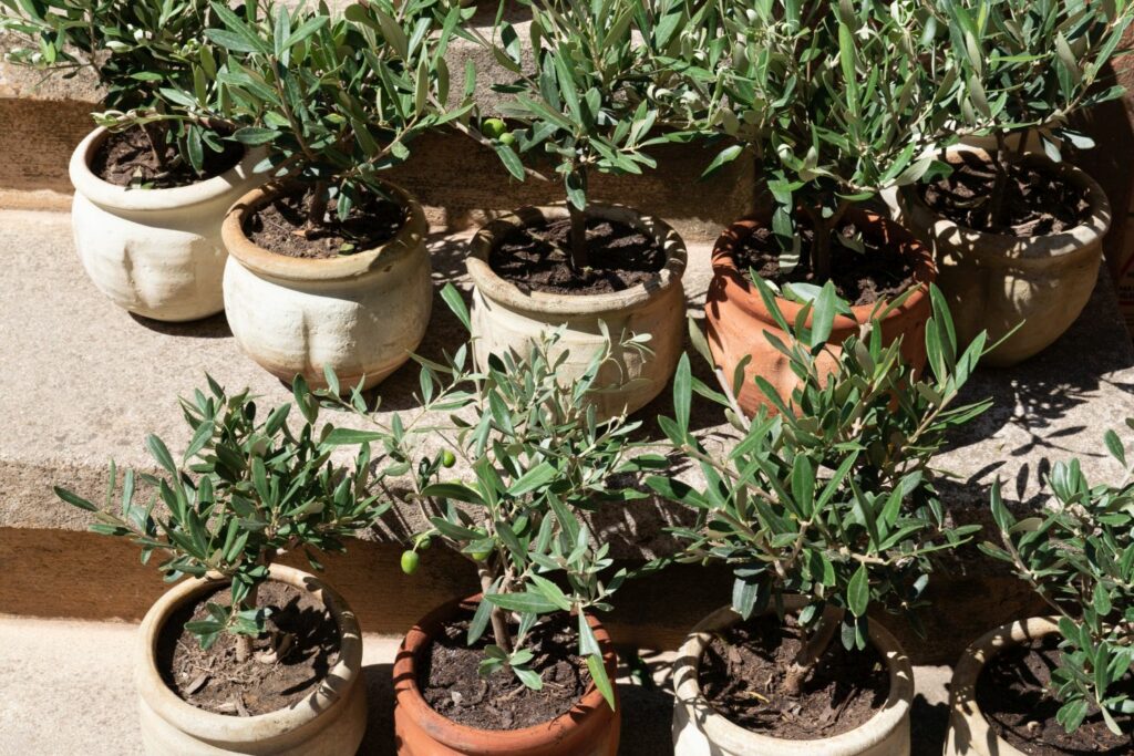 frisch umgetopfte Olivenbäume