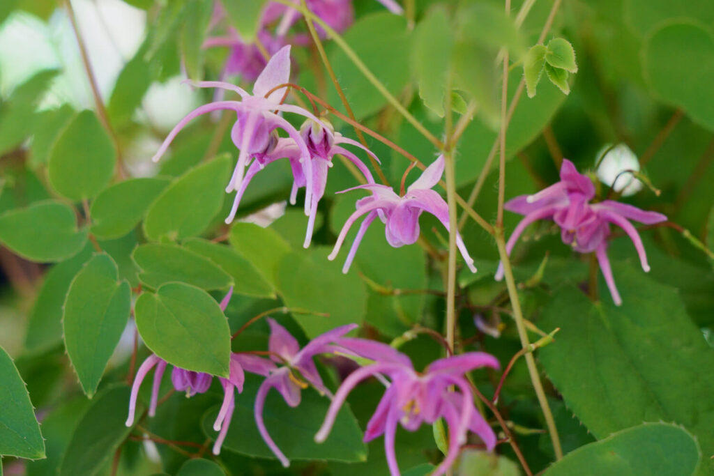 Epimedium