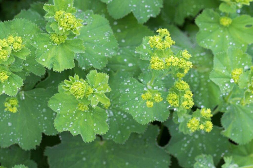 Alchemilla