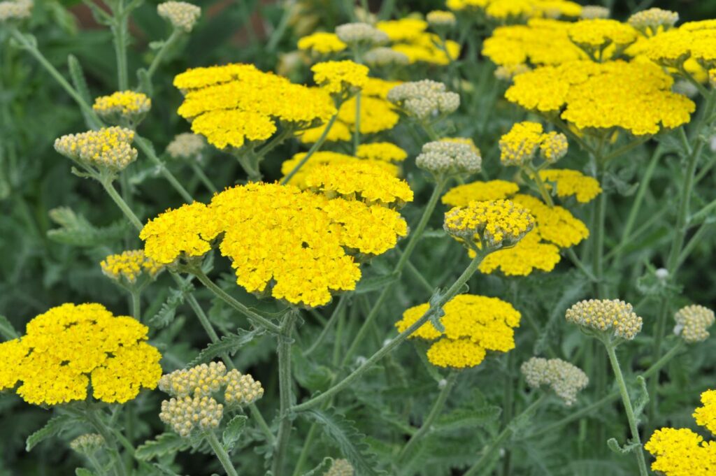 gelbe Blüten der Goldquirl-Garbe