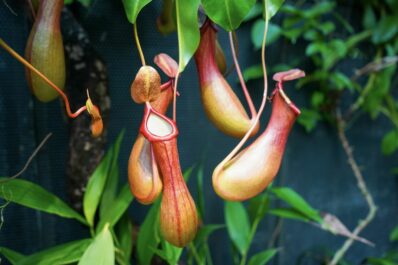 Kannenpflanze: Pflege, Blüte & Standort der fleischfressenden Pflanze