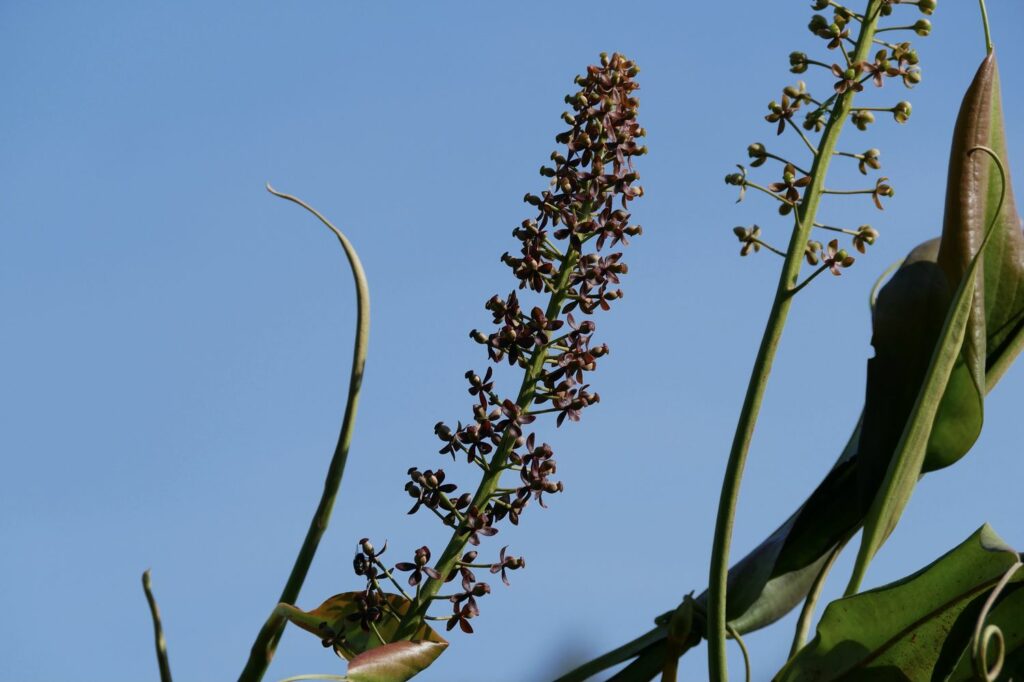 Nepenthes-Blüte