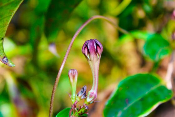 Leuchterblumen: Pflege, Blüte & Standort