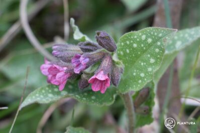 Lungenkraut: Alles zu Wirkung, Arten & zum Pflanzen im Garten
