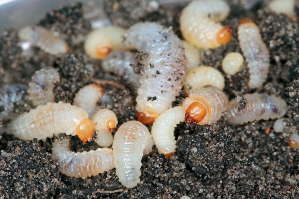 Dickmaulruessler-Larven