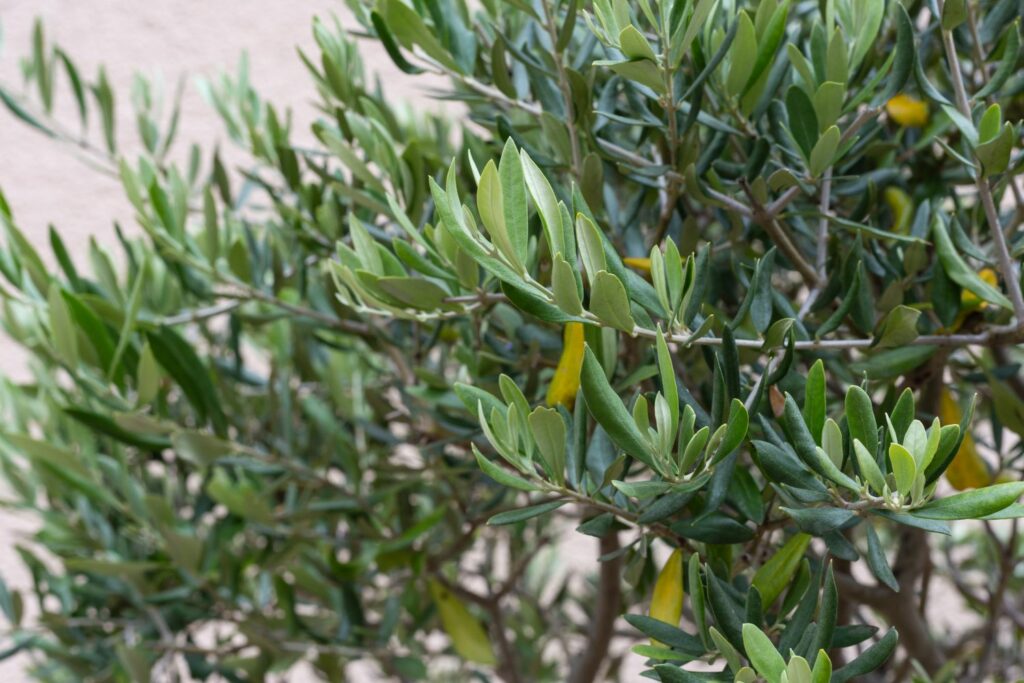 Gelbfärbung an Blättern des Olivenbaums