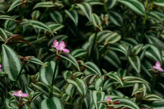 Woher stammt das Zebrakraut (Tradescantia zebrina) ursprünglich?