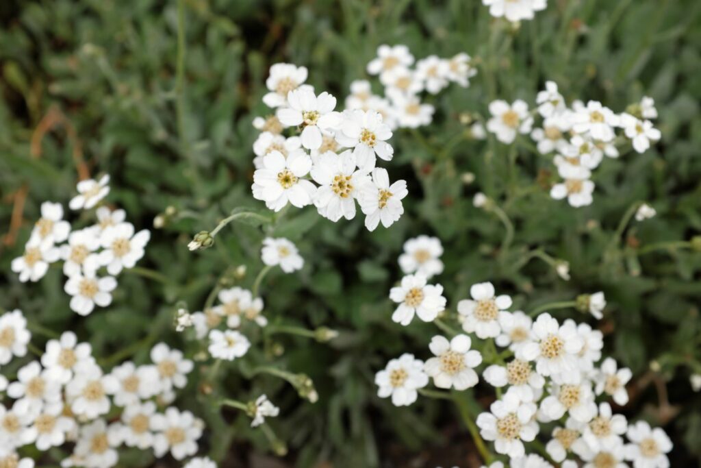 weiße Blüten der Griechischen Silber-Garbe