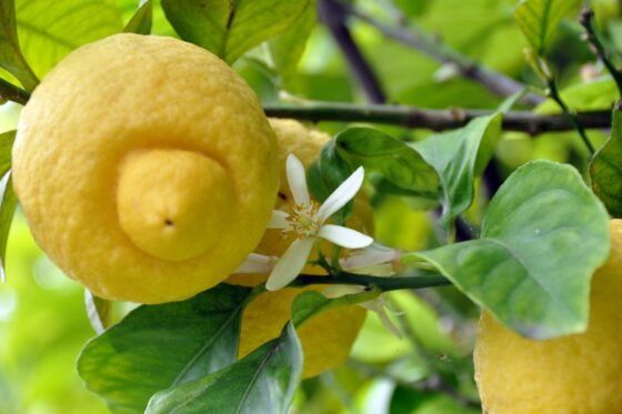 Zitronenbaum düngen: Wann, wie & womit richtig düngen?