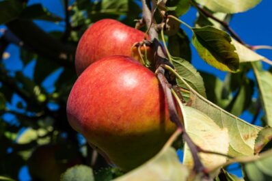 Apfel ‘Merkur’: Herkunft, Eigenschaften & Anbau